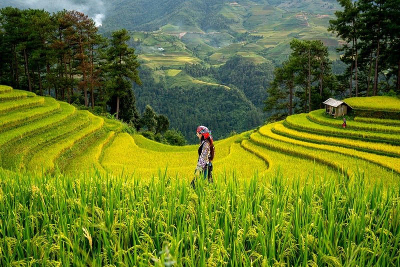 Healthy Soil