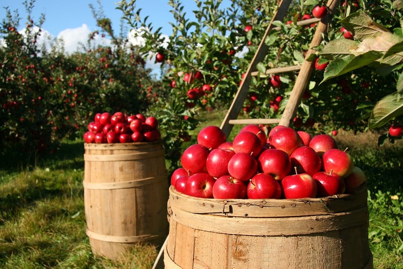 Urban Fruit Trees