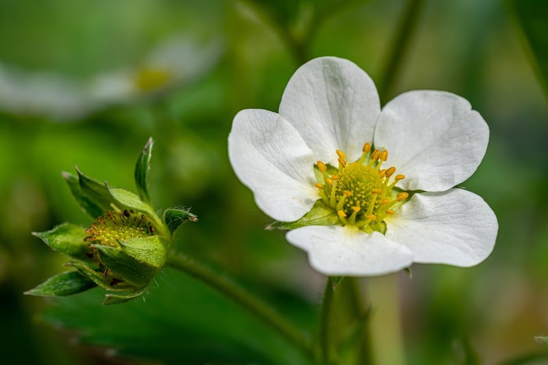 strawberry plants